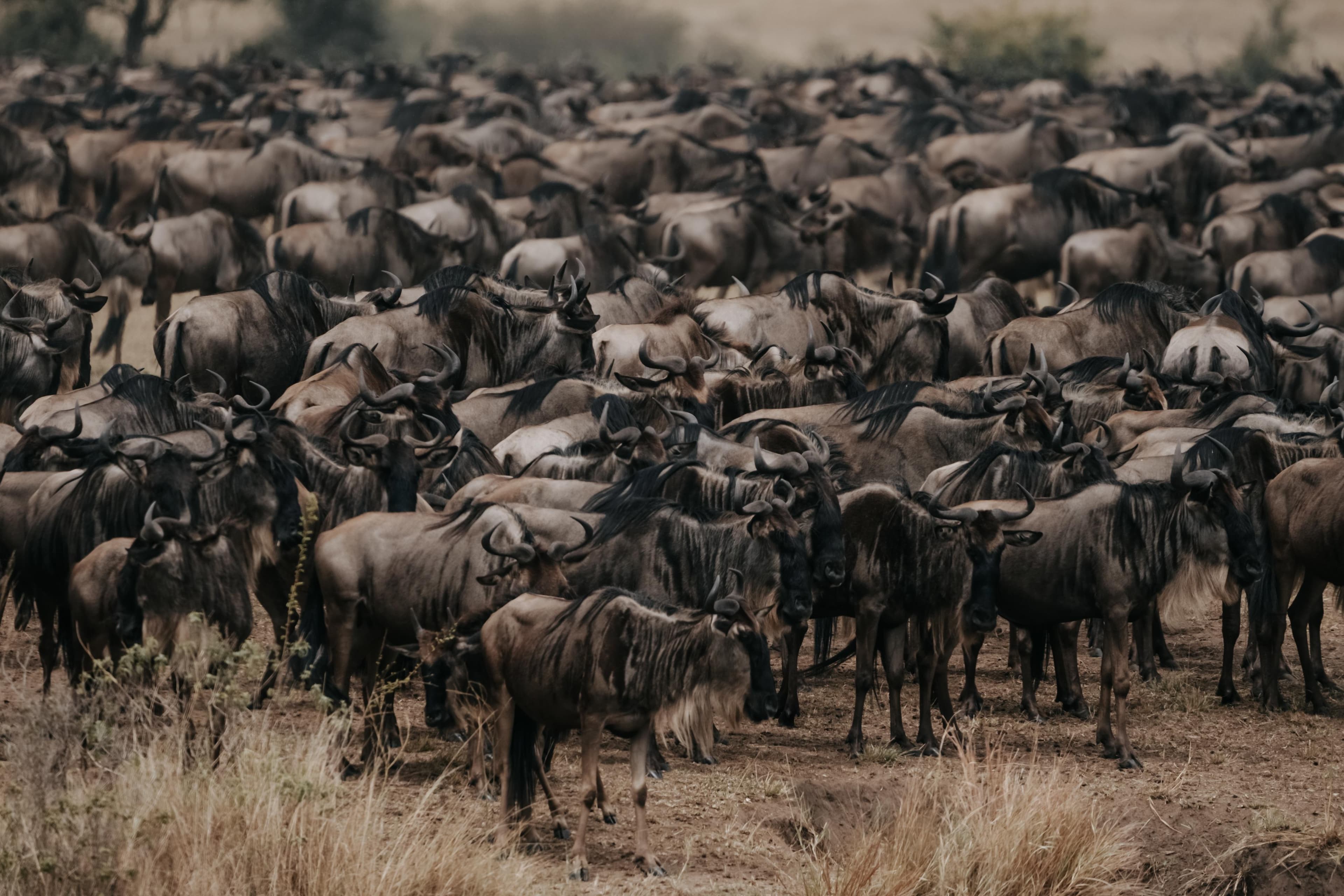 Serengeti National Park