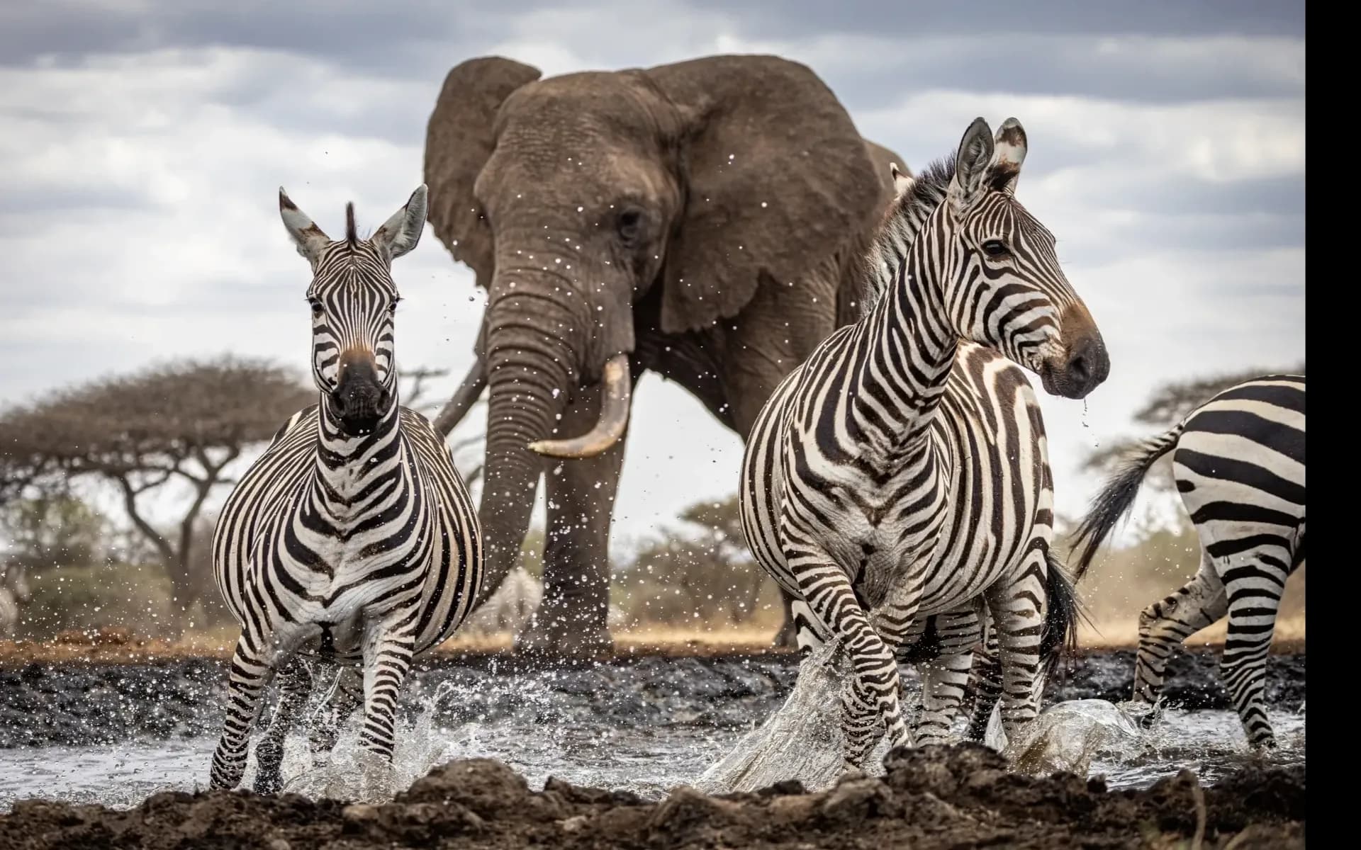 Ultimate Tanzania Safari & Zanzibar Escape