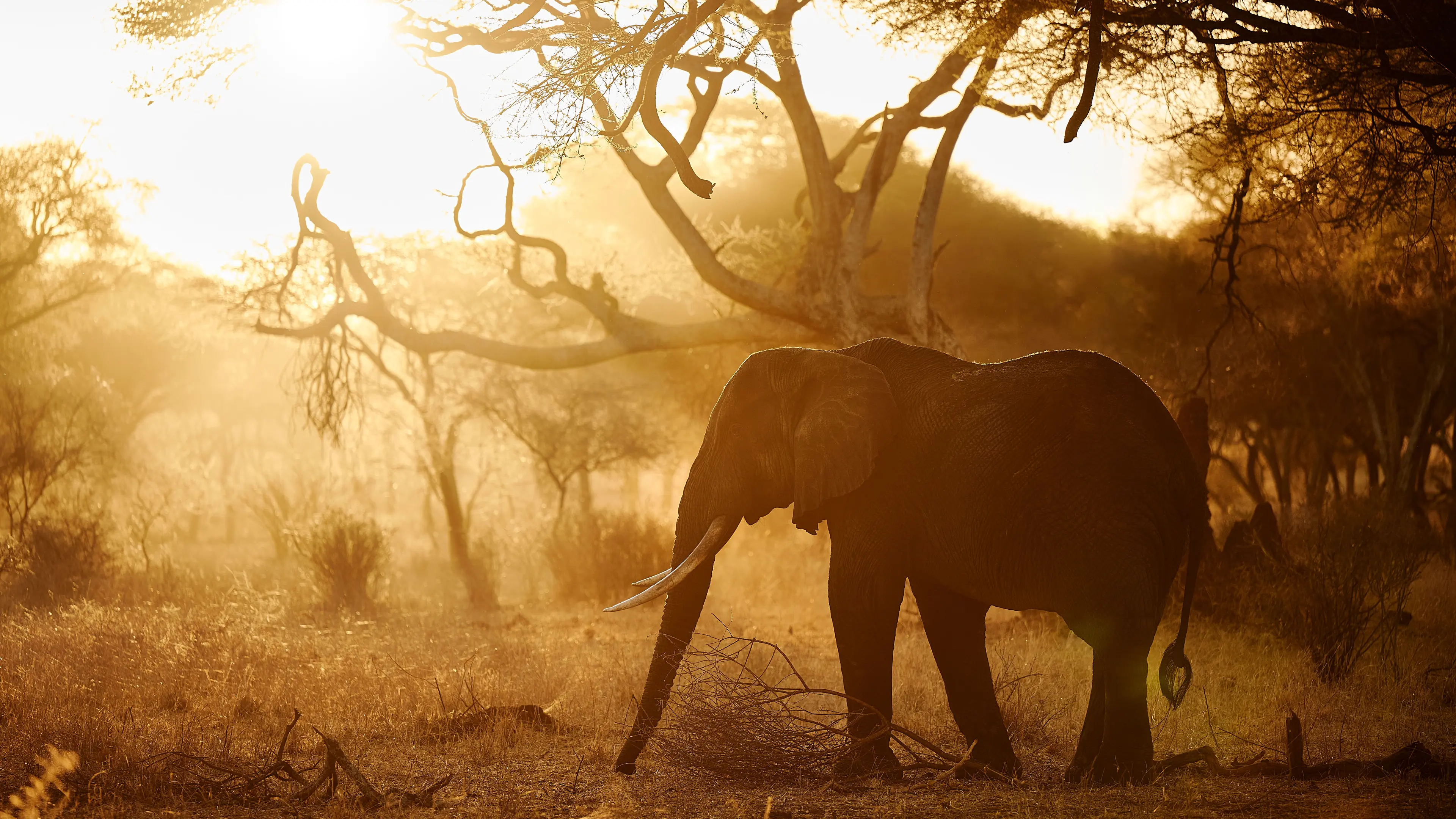 Tarangire National Park